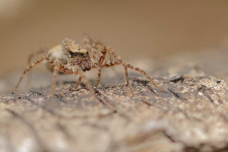 fotogeniek - Geleedpotigen - wolfspin