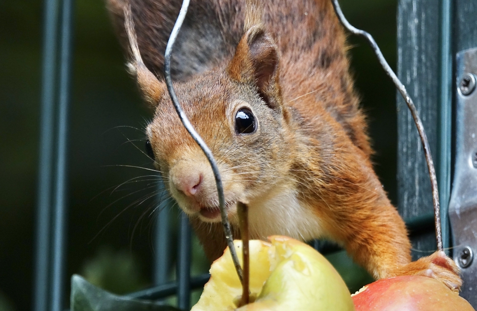 Fruithapje - Zoogdieren - Eekhoorn