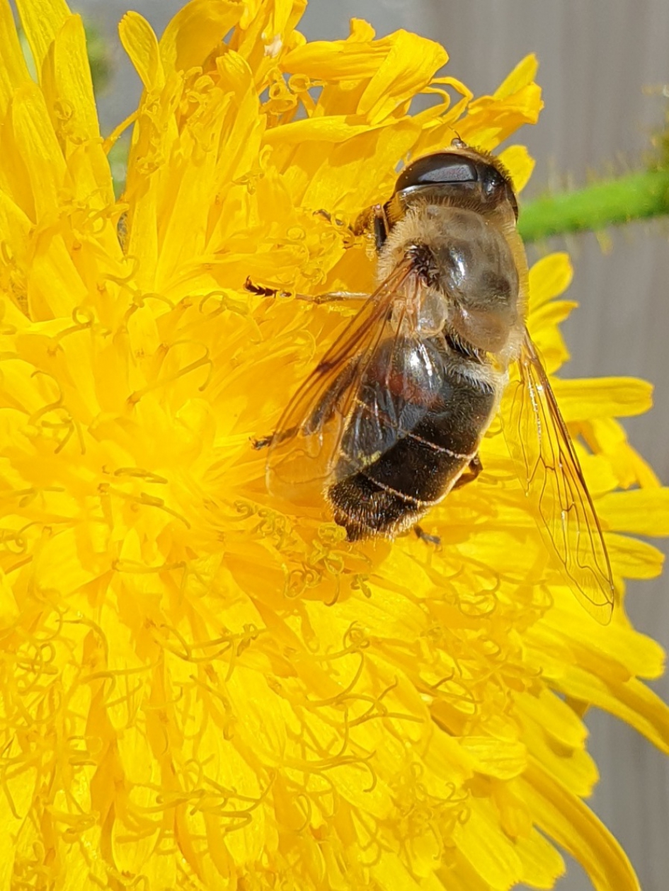 Geel - Geleedpotigen - Blinde bij