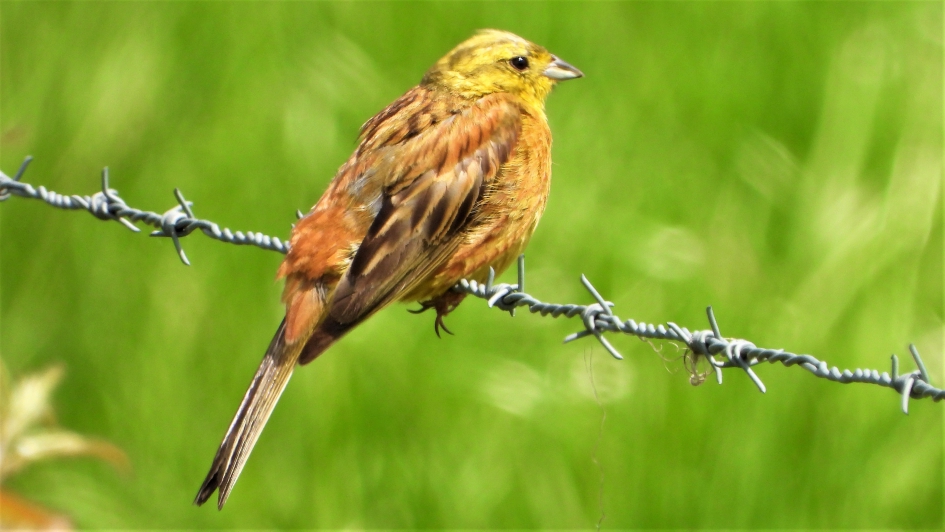 Geelgors - Vogels - Geelgors