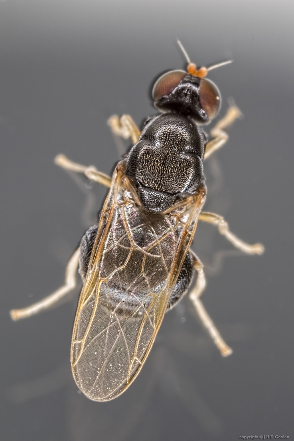 Geelpootspeldenknopje (Pachygaster leachii) - Geleedpotigen - Geelpootspeldenknopje