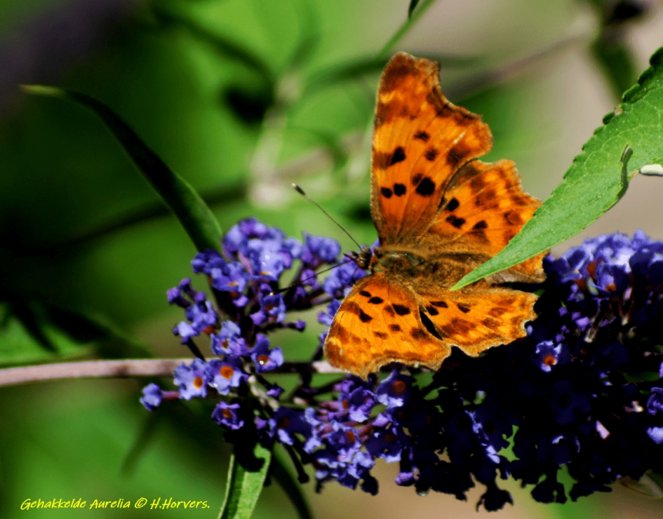 Gehakkelde Aurelia - Geleedpotigen - Gehakkelde Aurelia