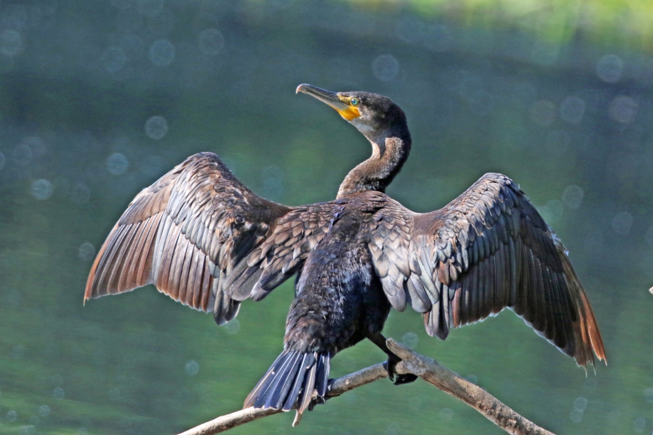 Genietend van de ochtendzon - Vogels - Aalscholver