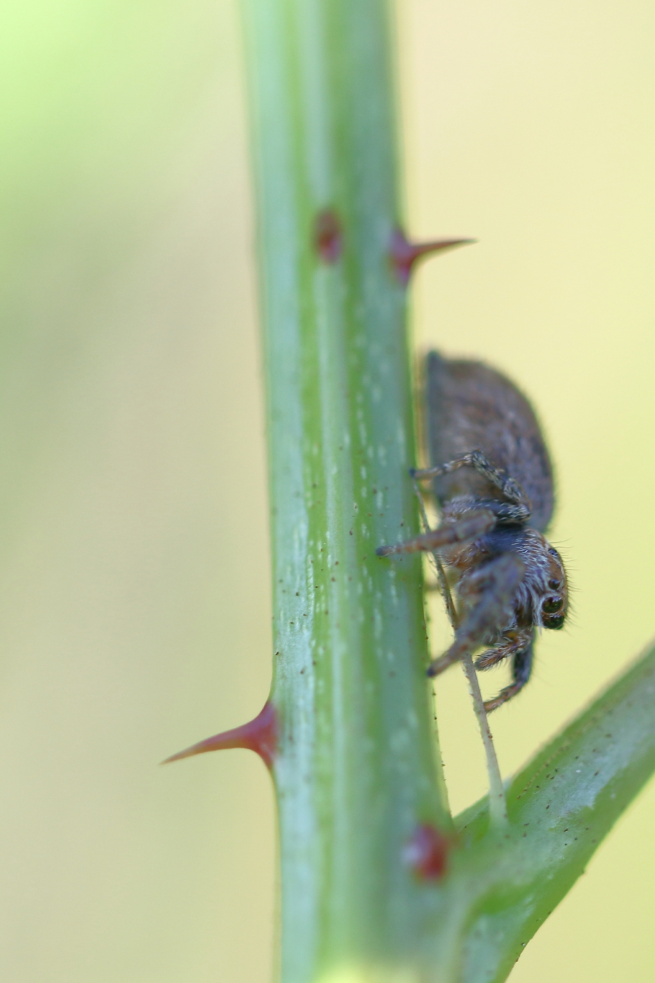 gevaarlijke route - Geleedpotigen - zakspin onbekend