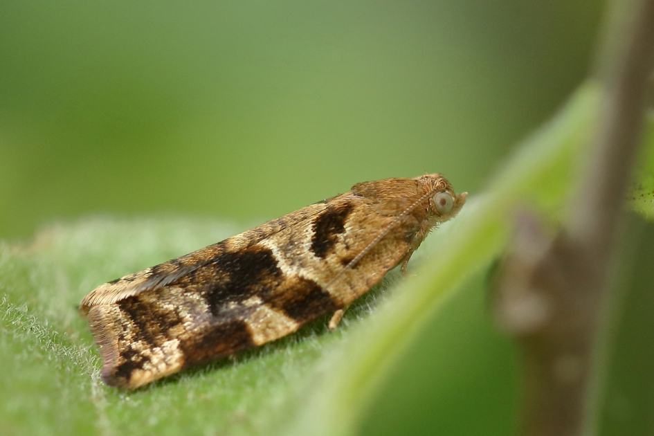 gevlamde bladroller - Geleedpotigen - gevlamde bladroller