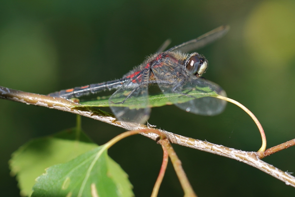 Gewichtig doen - Geleedpotigen - venwitsnuitlibel -m-