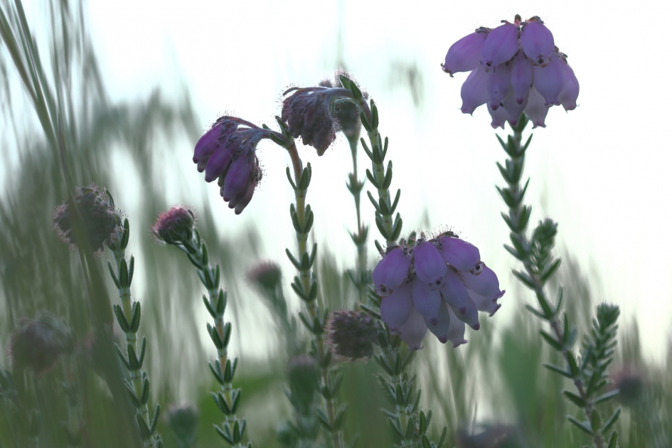 gewone dophei - Planten - gewone dophei