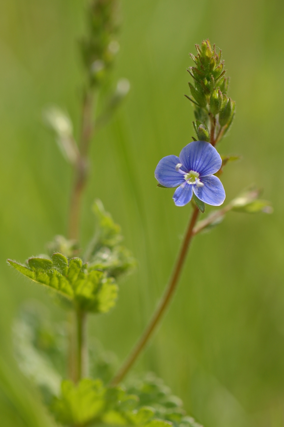gewone ereprijs - Planten - gewone ereprijs