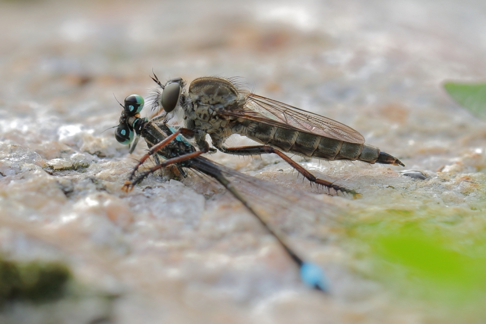 gewone roofvlieg -v- - Geleedpotigen - gewone roofvlieg