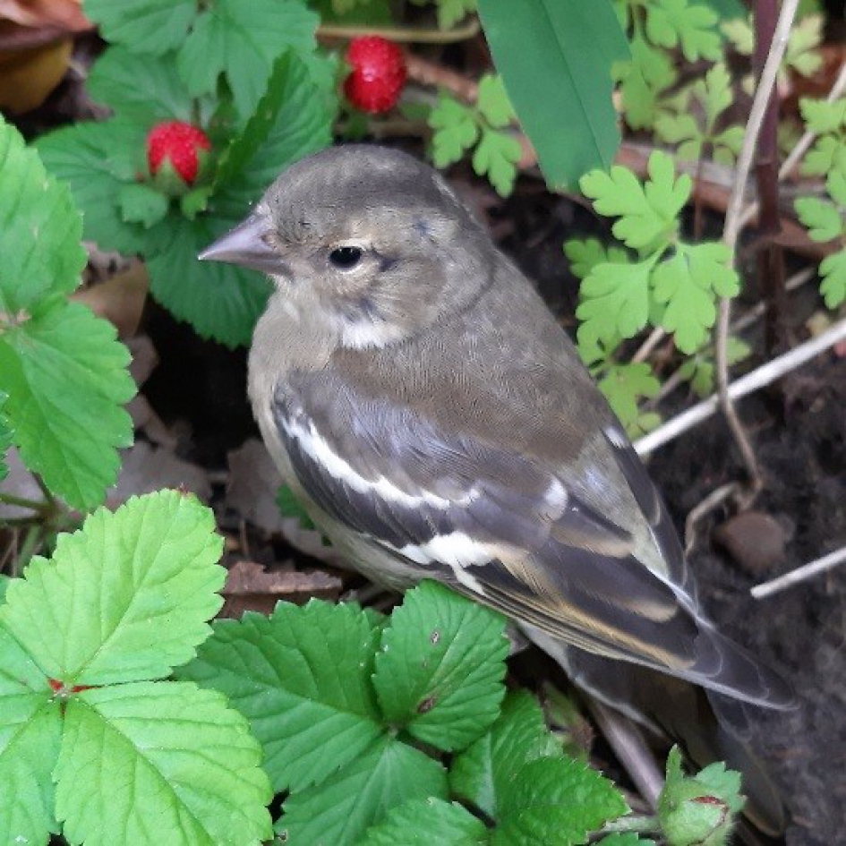 Goede afloop - Vogels - (jonge) vink - met dank aan GeVeKa