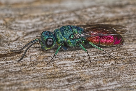 Goudwesp (Chrysis ignita-gr)