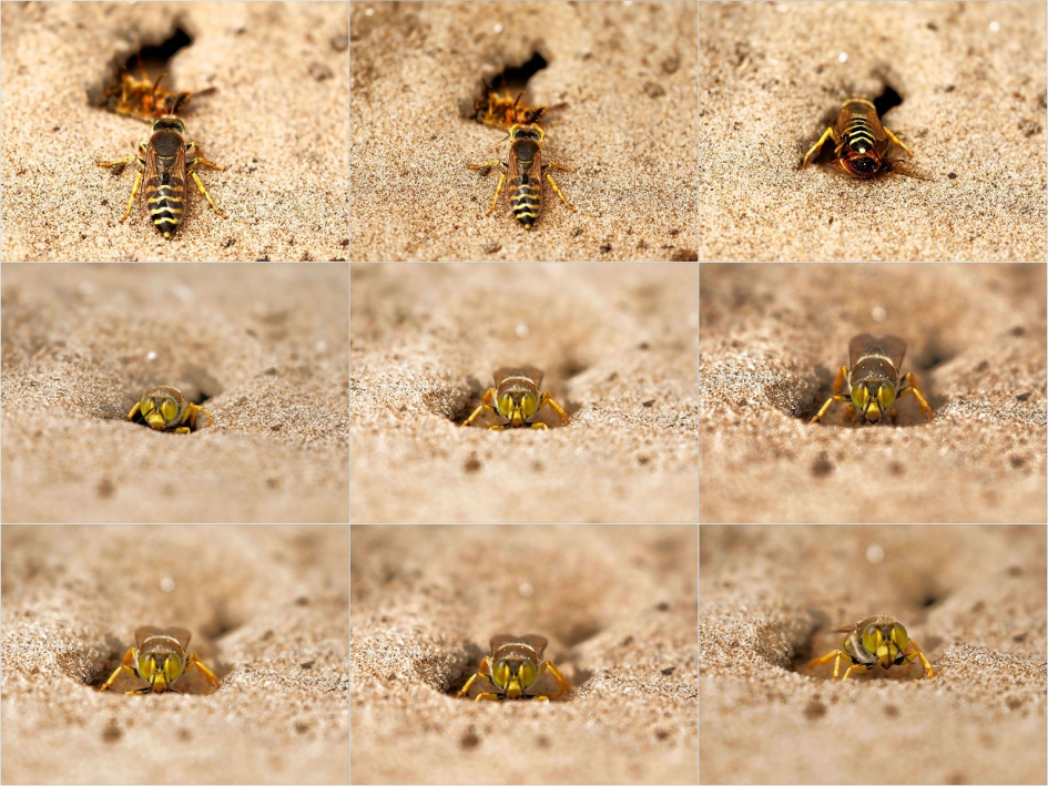 Graafwesp in actie - Geleedpotigen - Graafwesp
