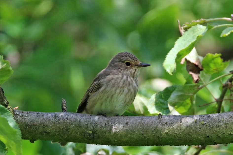 Grauwe vliegenvanger (1) - Vogels - 