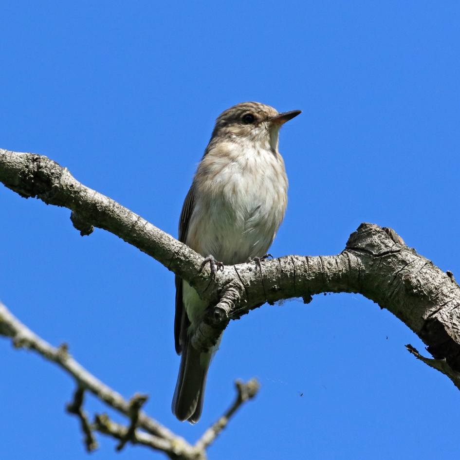 Grauwe vliegenvanger (2) - Vogels - 