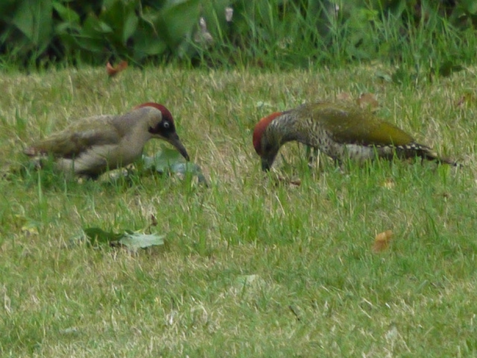 groene specht met kind - Vogels - 