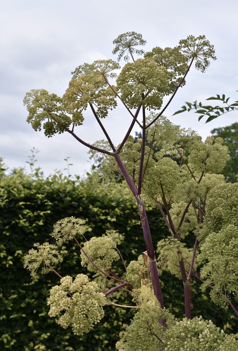 Groot engelwortel - Planten - 