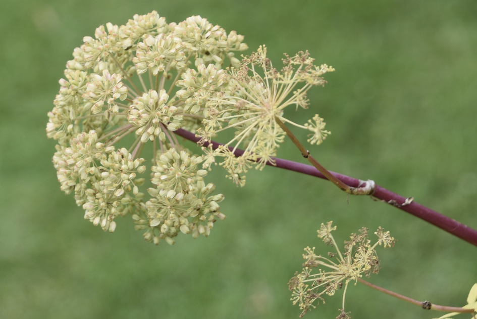 Grote engelwortel - Planten - 