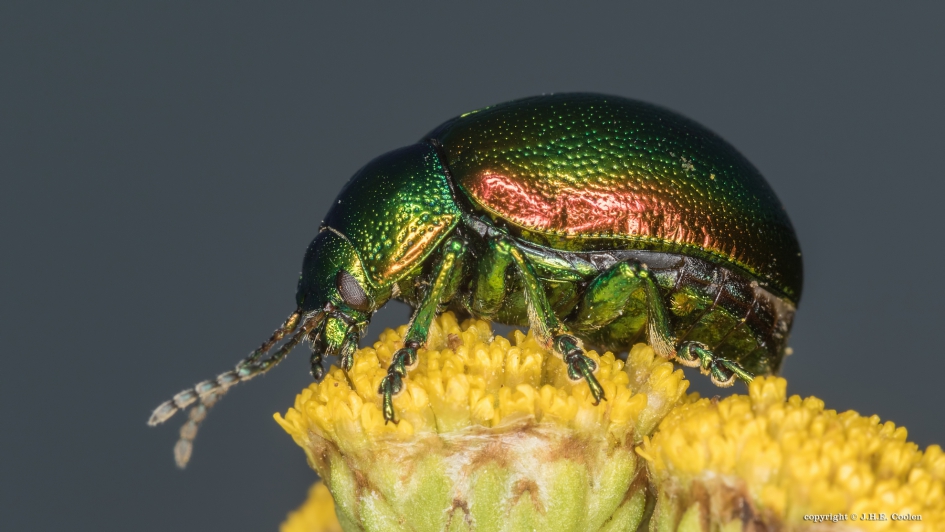 Grote goudhaan (Chrysolina graminis) - Geleedpotigen - Grote goudhaan