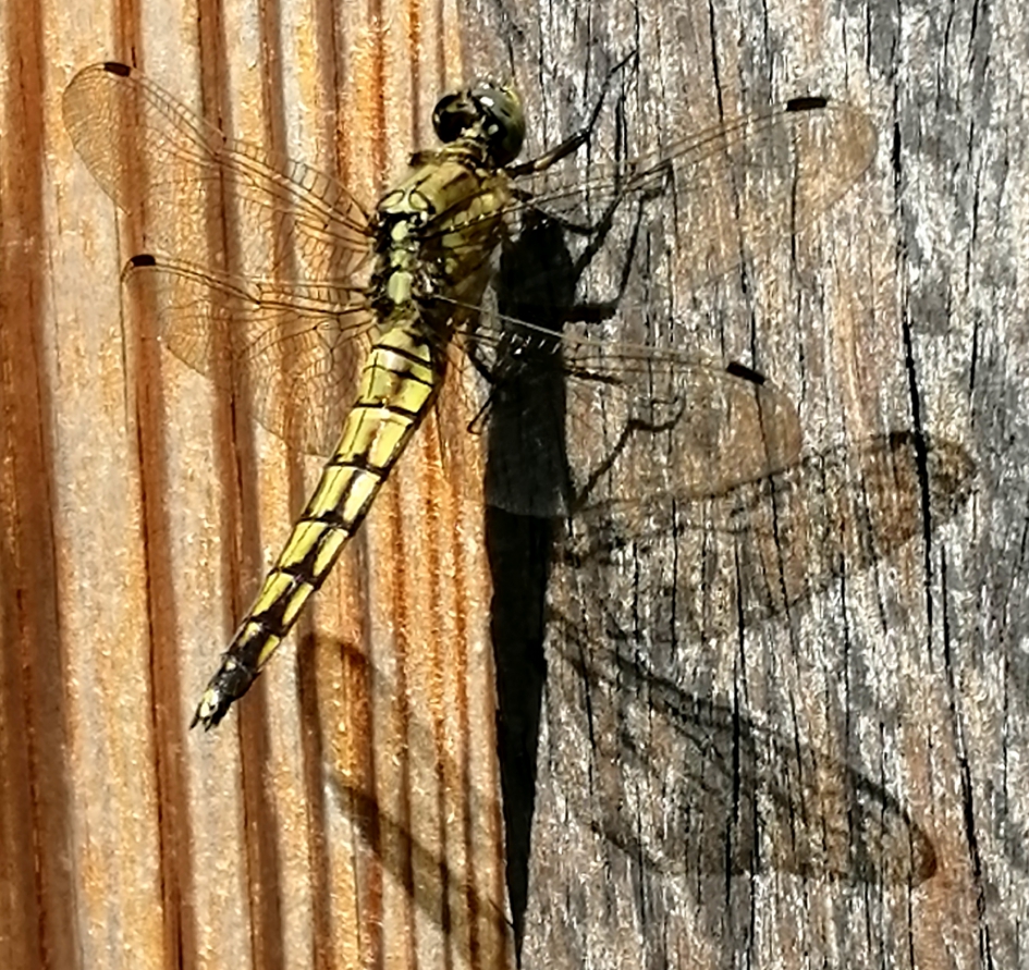 Grote libelle op schutting - Geleedpotigen - Grote libelle