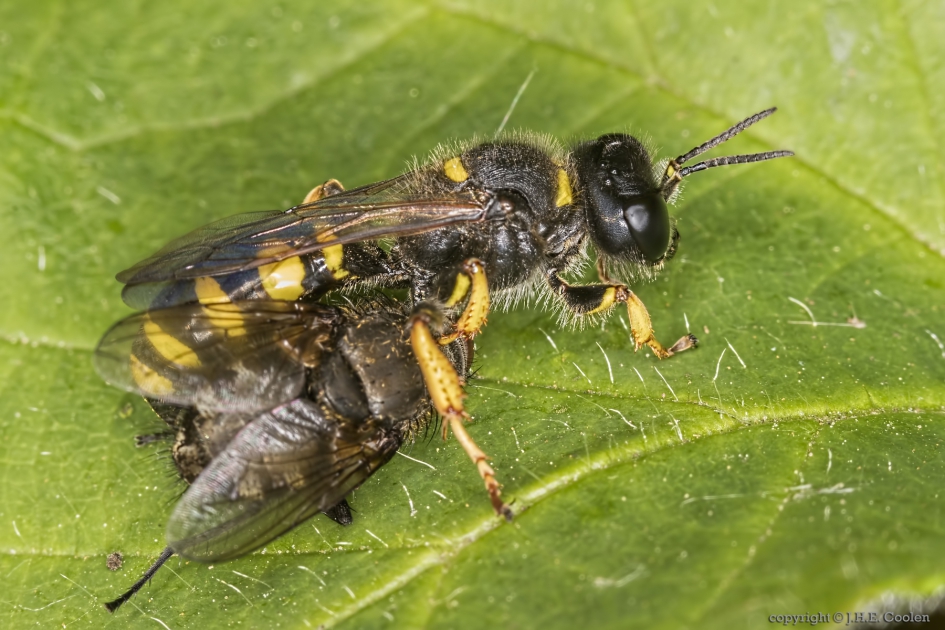 Grote zeefwesp (Crabro cribrarius) - Geleedpotigen - Grote zeefwesp