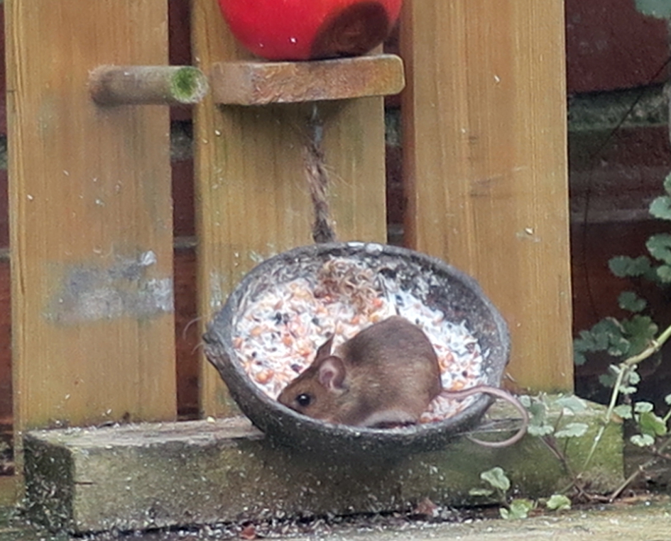 Gulzige muis - Zoogdieren - Muis