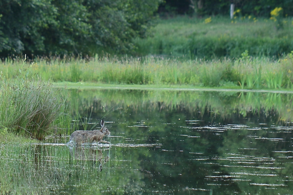 Haasje over (1) - Zoogdieren - haas