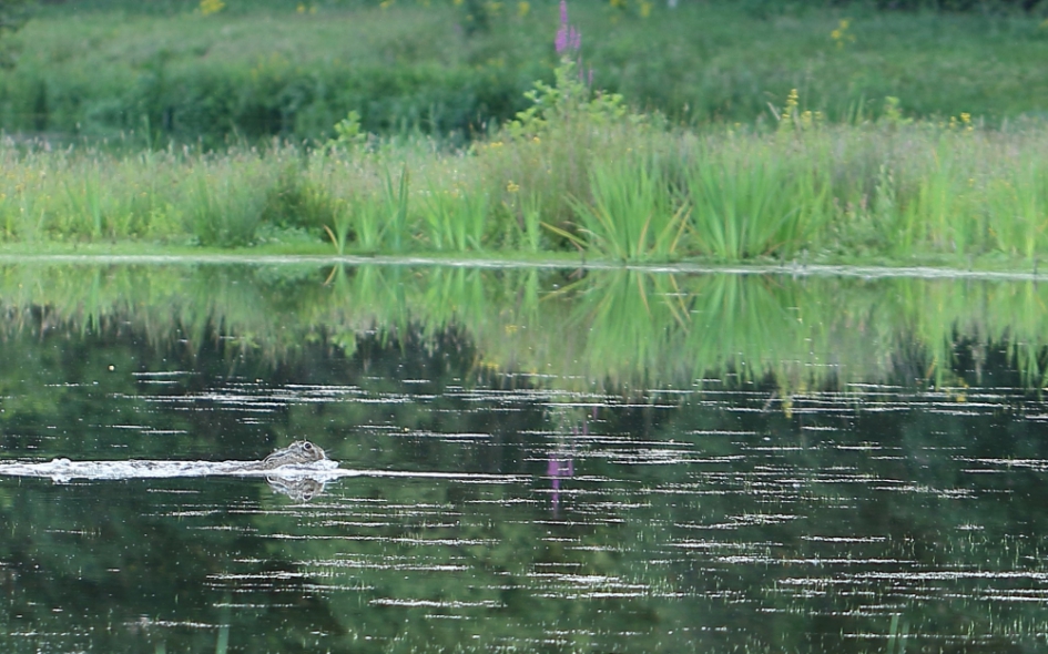 haasje over (2) - Zoogdieren - haas