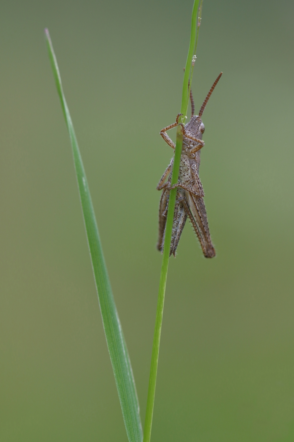 hangjongere - Geleedpotigen - veldsprinkhaan onb