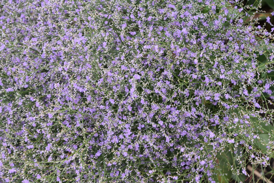 Heel fijn - Planten - 