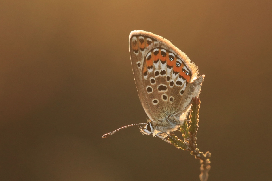 Heideblauwtje in het avondzonnetje - Geleedpotigen - Heideblauwtje