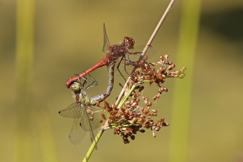 Heidelibellen - Geleedpotigen - 