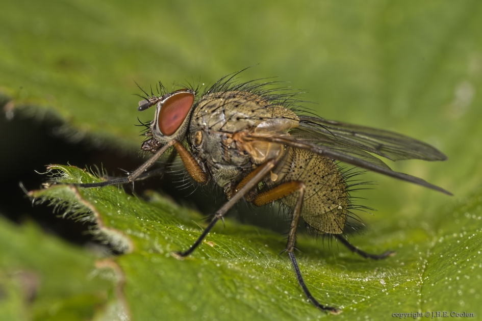 Helina impuncta - Geleedpotigen - 