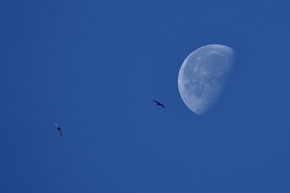 Hemellichaam - Vogels - Gierzwaluw