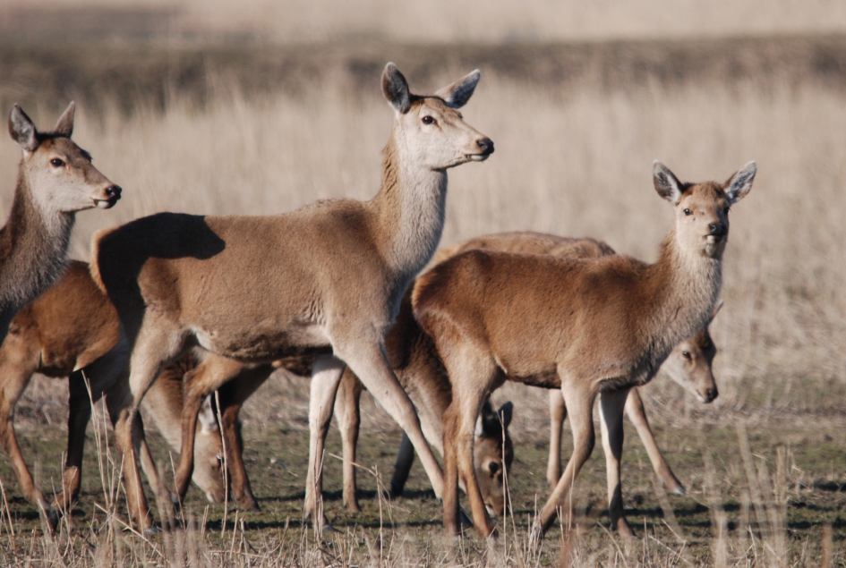 Herten in de Oostvaardersplassen - Zoogdieren - 