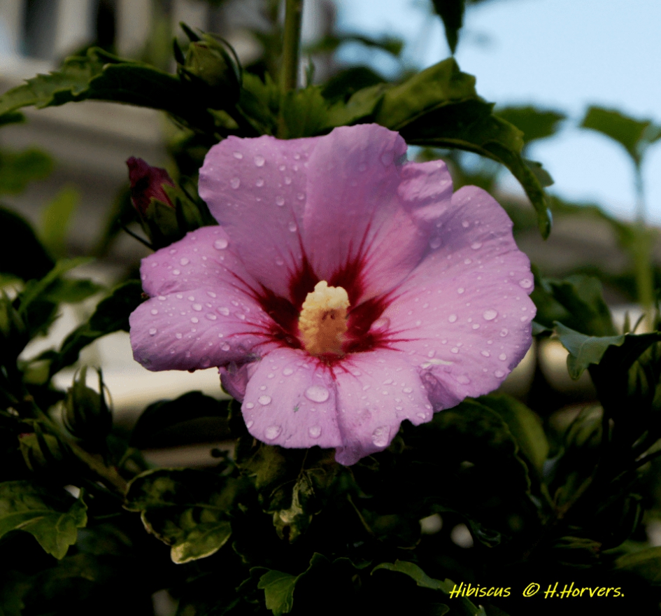 Hibiscus. - Planten - Hibiscus.