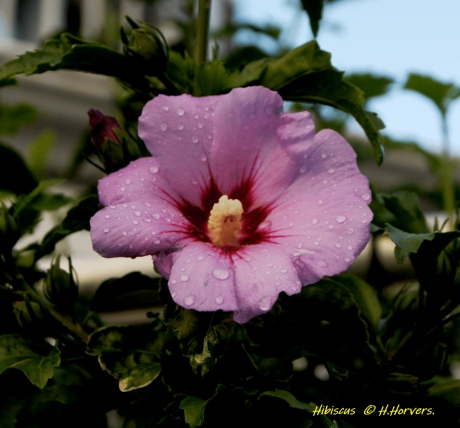 Hibiscus.