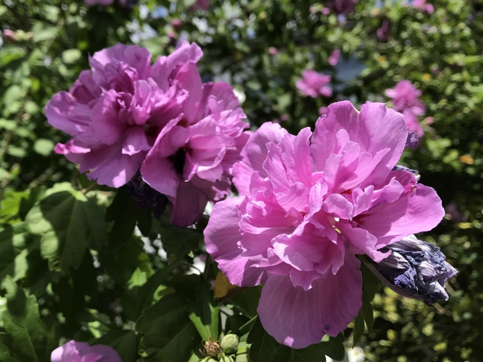 Hibiscus - Planten - 