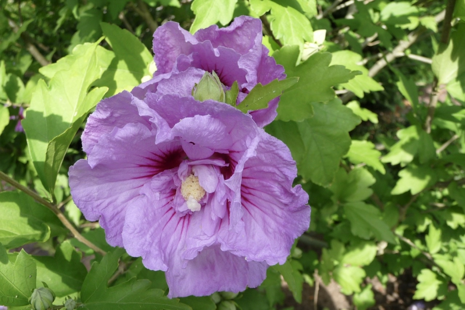Hibiscus - Planten - 