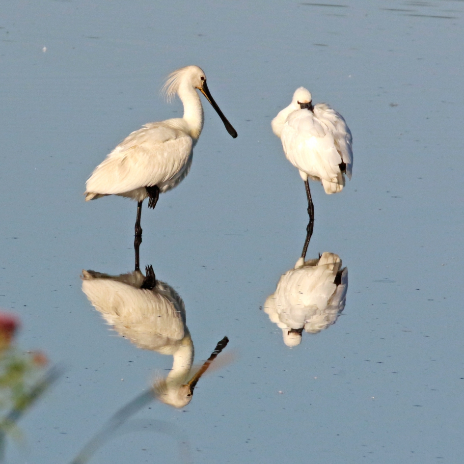 Hoeveel lepelaars? - Vogels - 