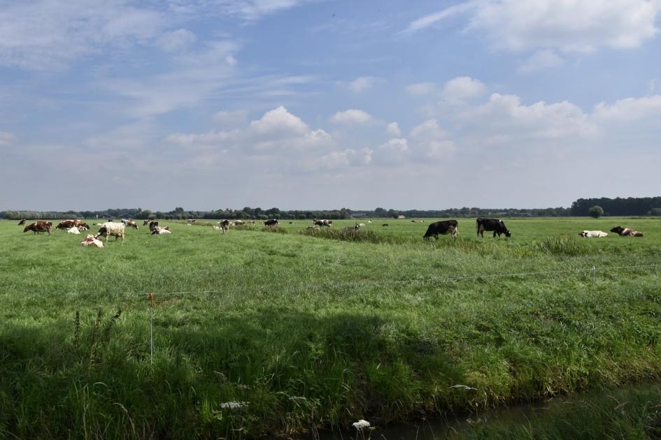Hollands plaatje - Zoogdieren - 