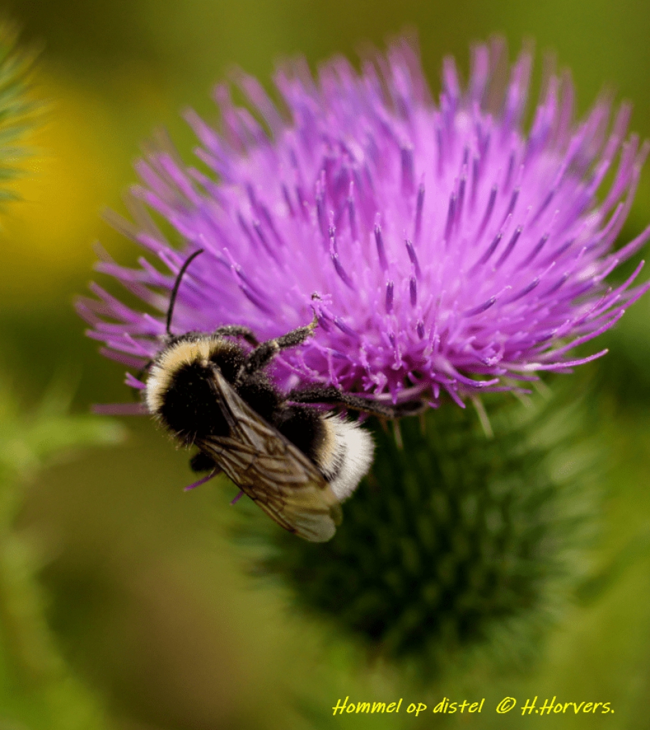 Hommel op distel - Geleedpotigen - Hommel op distel
