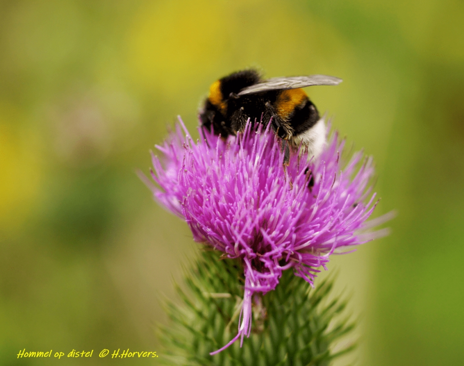 Hommel op distel - Geleedpotigen - Hommel op distel
