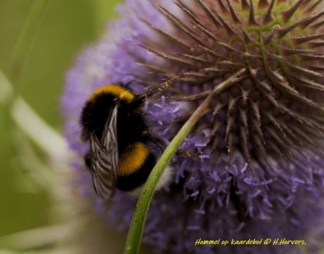 Hommel op kaardebol.