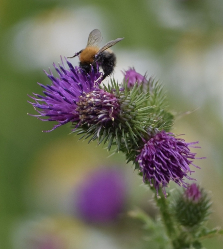 Hommel op kale jonker