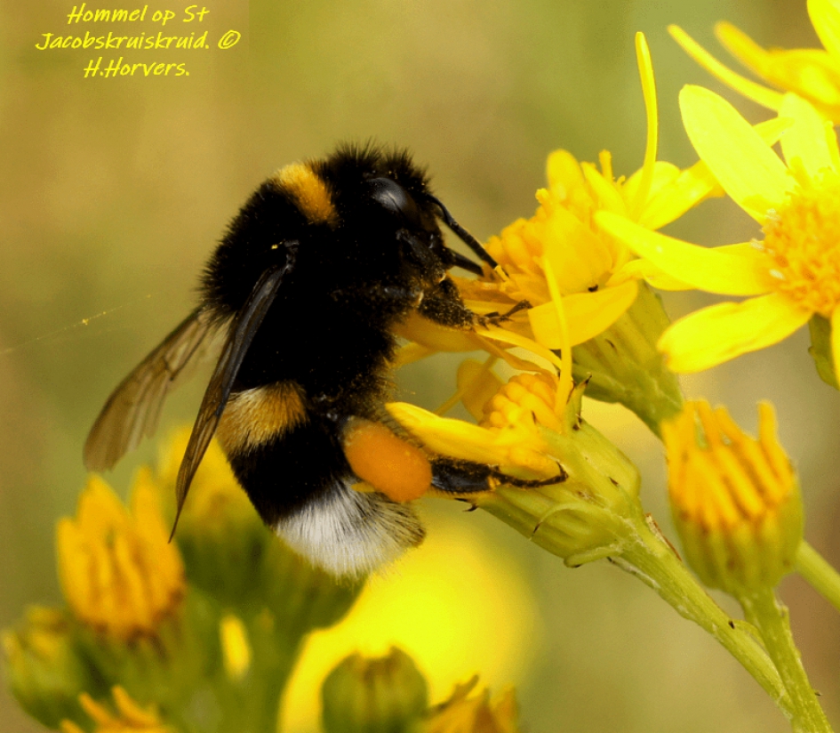 Hommel op St Jacobskruiskruid. - Geleedpotigen - Hommel op St Jacobskruiskruid.