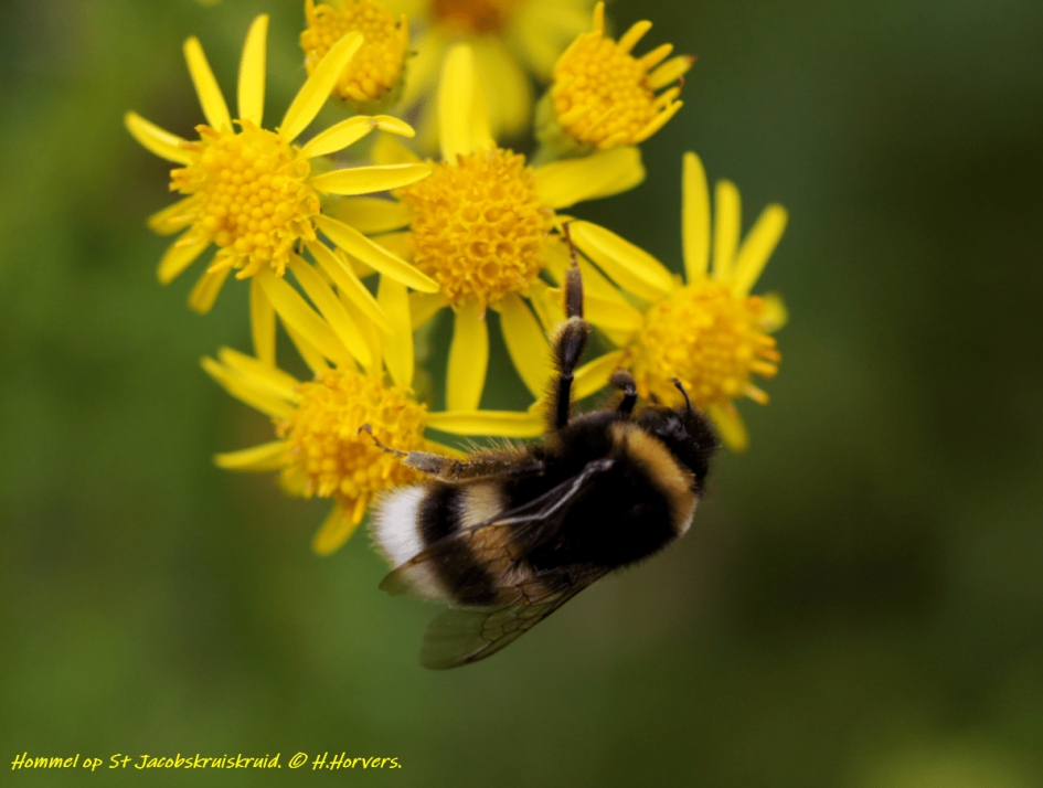 Hommel op St.Jacobskruiskruid. - Geleedpotigen - Hommel op St.Jacobskruiskruid.