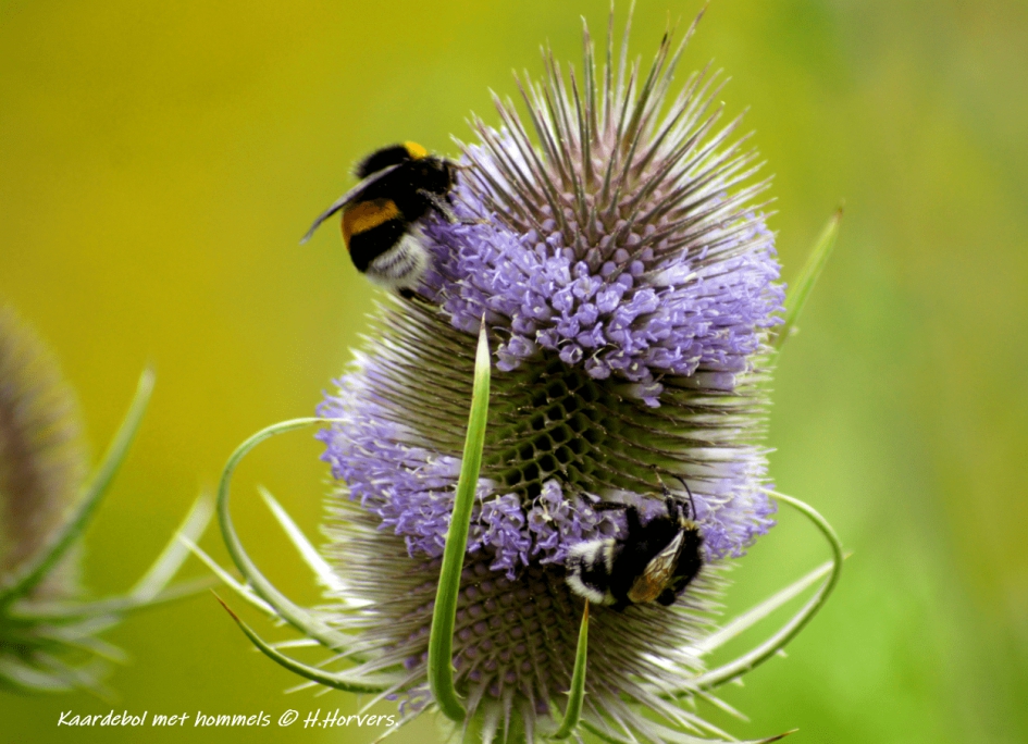 Hommels op Kaardebol - Geleedpotigen - Hommels op Kaardebol