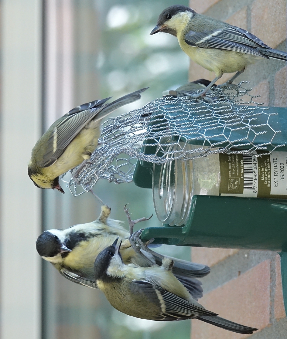Hongerige kroost - Vogels - Koolmees