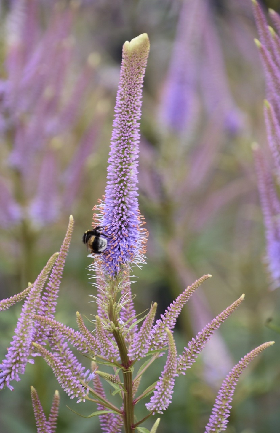 Hoog bezoek - Planten - 