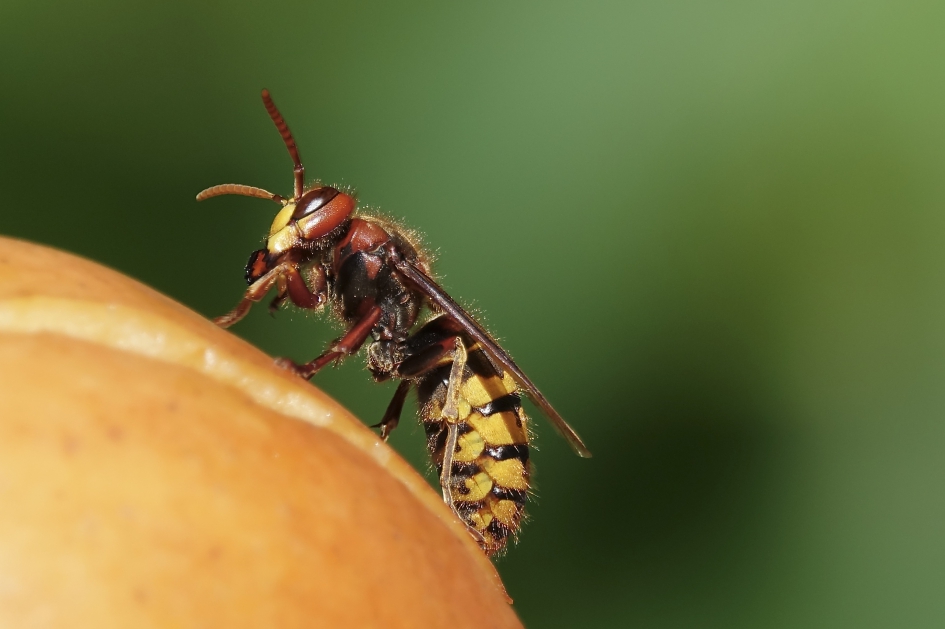 Hoornaar - Geleedpotigen - Hoornaar